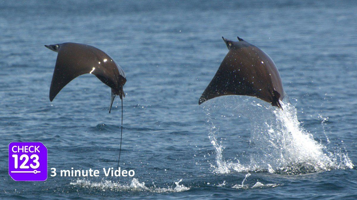 Check123 tweet media