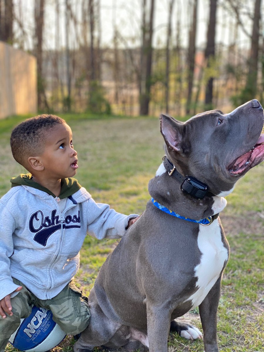 I love their bond ❤️ 

#xlbully #americanbully #bully #bullybreed #bullyworld #pitbull #dogsofinstagram #puppy #xlbullies #bulliesofinstagram #bullymagazine #dog #xlamericanbully #bullylife #bullies #ukc #dogs #bullyworldwide #americanbullyxl #bullylove #pitbullnation