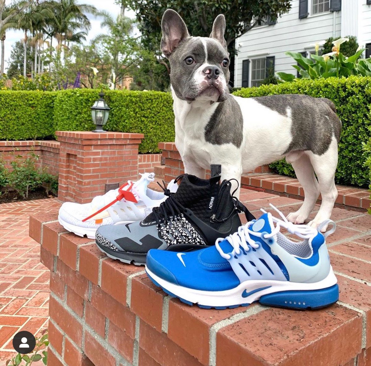 stockx's tweet image. This is the content we're here for 🐶

Show us how your pups #FlexFromHome 💪

Tag us to donate 10 meals to @FeedingAmerica!
