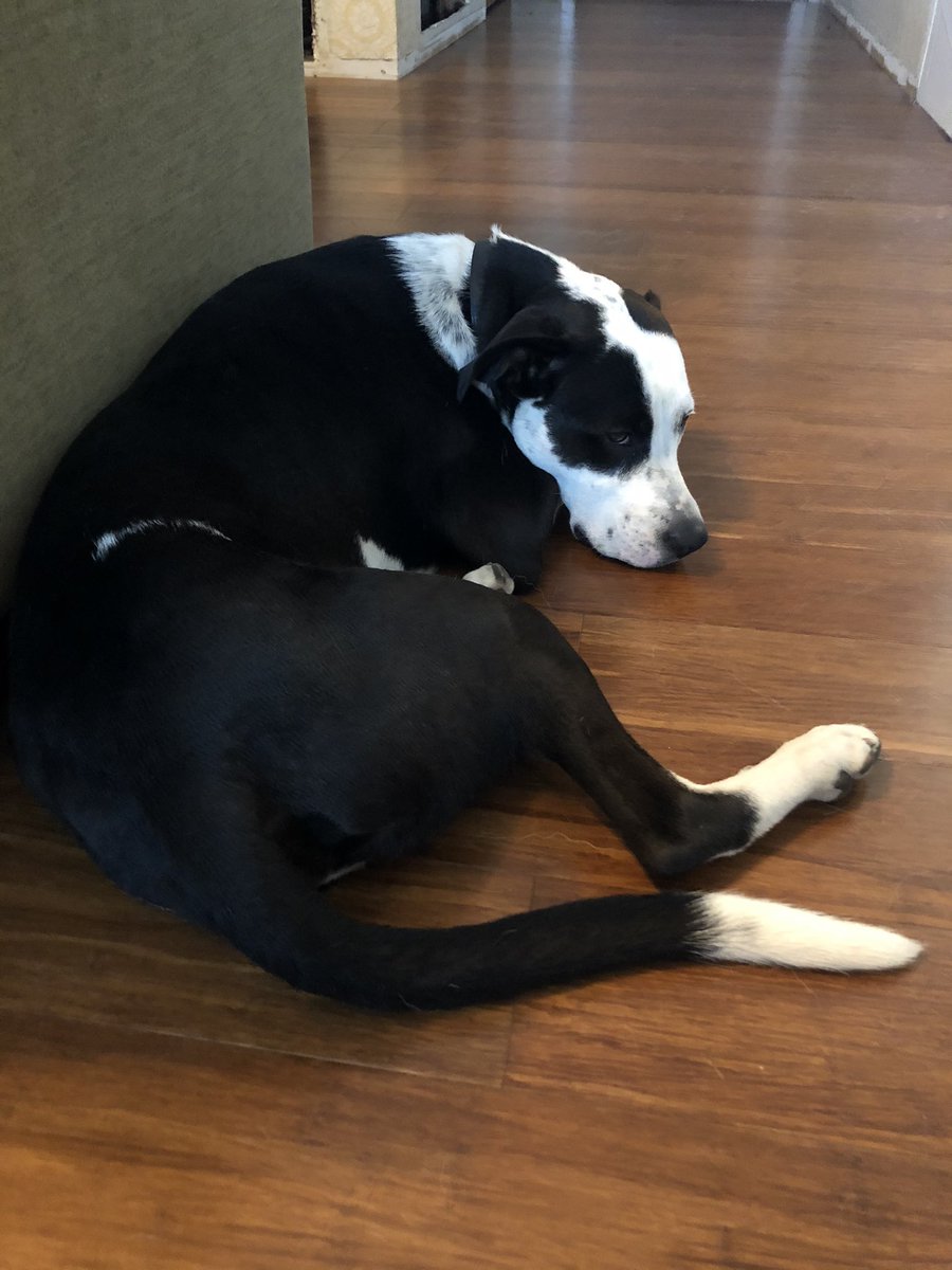 spotonspecialed's tweet photo. Y’all. My coworker thinks it’s perfectly okay to lay down and sleep on the job. Apparently, he doesn’t realize that this is unacceptable in @NISD. We have set our standards high! Wake up, Bandit! We have students to connect with! 😍 @NISD_ECE #HowsmanLegends #HowsmanPets https://t.co/gGgbuZJHqo