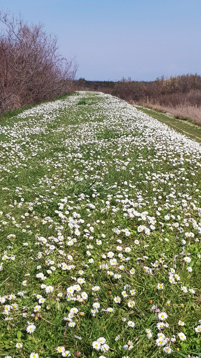 anboemo's tweet photo. .@worldloveflower -
isola di #GRADO #island -
Dall'argine di #Valle #Goppion una distesa di #fiori spontanei e sullo sfondo l'#isola-#santuario di #Barbana -
@abollis @mariacr28250504 @giorgiobigi1 @marina52182 @SuttoraM @SaraSanson67 @gdfoxautore @CMarc17 @AugustSummer821 https://t.co/oMhdIcNgil