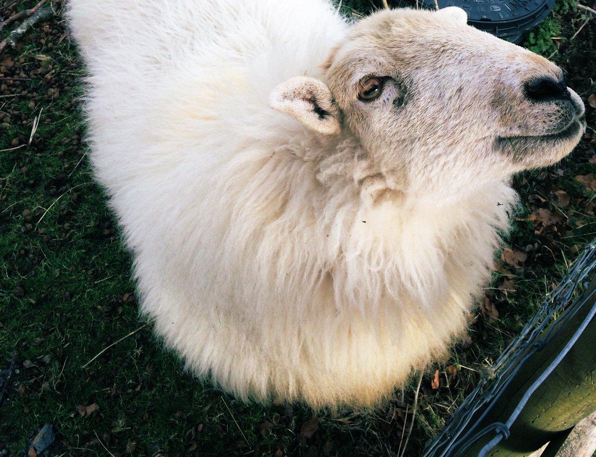 🐑🐑 #sheep365 #welshsheep