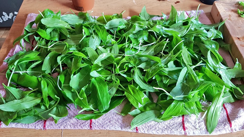 NantiAboutThat's tweet photo. We made Wild Garlic Pesto and I'm so happy. It was beautiful aa https://t.co/U3Dzg9eWlz