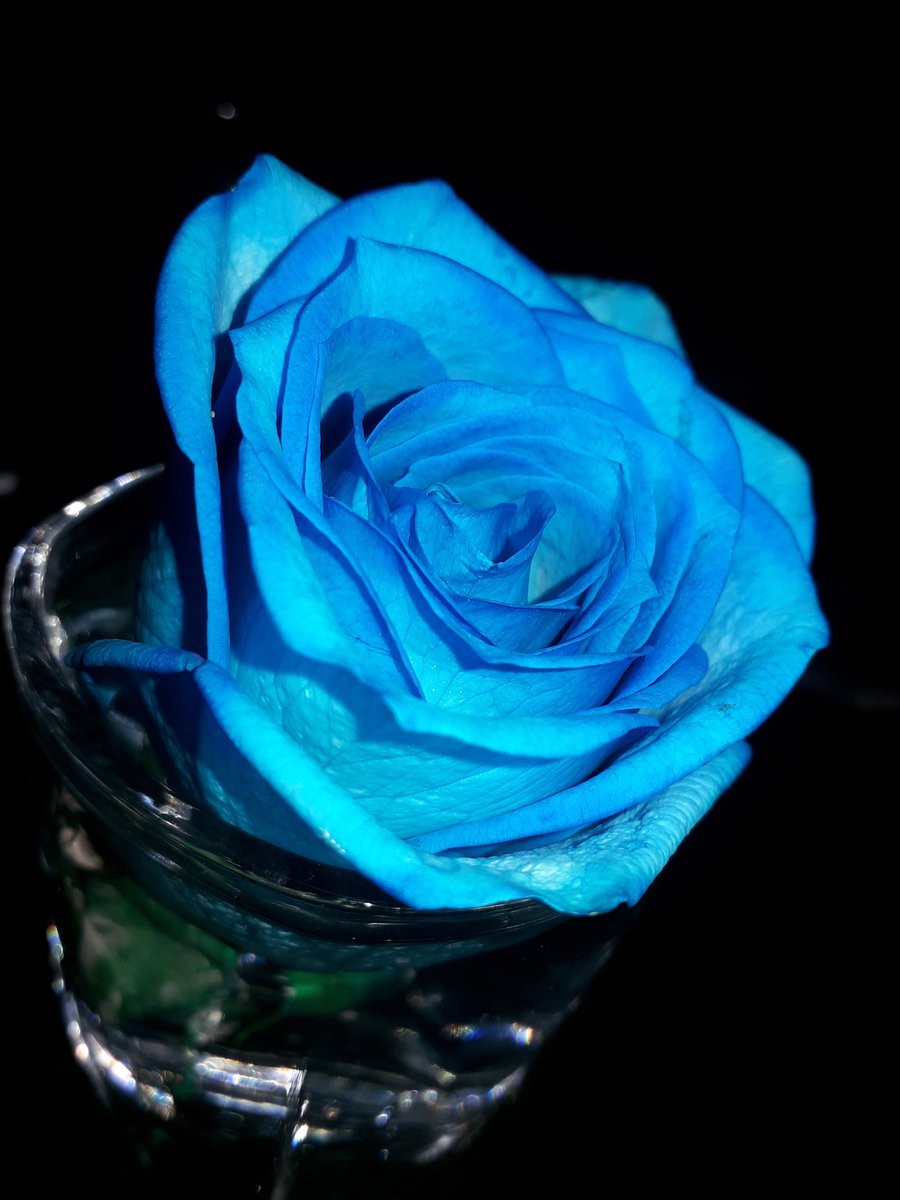 青いバラ