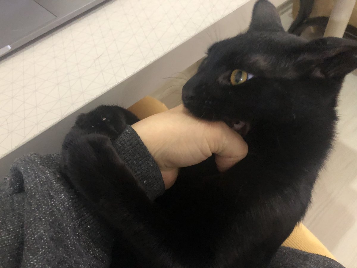busraumann's tweet photo. Gölge: Demek evden çalışıyorsun ha😾 https://t.co/glPGpmXRbN