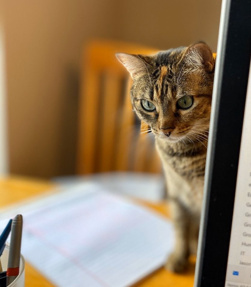 BillyDubs's tweet photo. Management is really focused on my productivity at the moment. Better stay on the grind. #ForKittyAndClub #catcontent #remoteworking #BTSwithBDub https://t.co/ibV2XFduEB