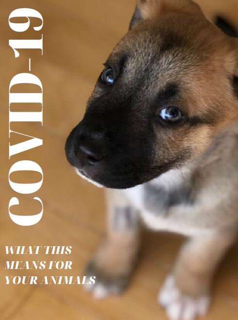 whatthemutt_'s tweet photo. What does COVID-19 mean for your animals? Read our latest blog post to find out by using the link below 🐾

https://t.co/aIGWhTJ1sR

#aarcs #yyc #covid19 #adoptdontshop #coronavirus #StaySafeStayHome https://t.co/fXH3tgQFYN