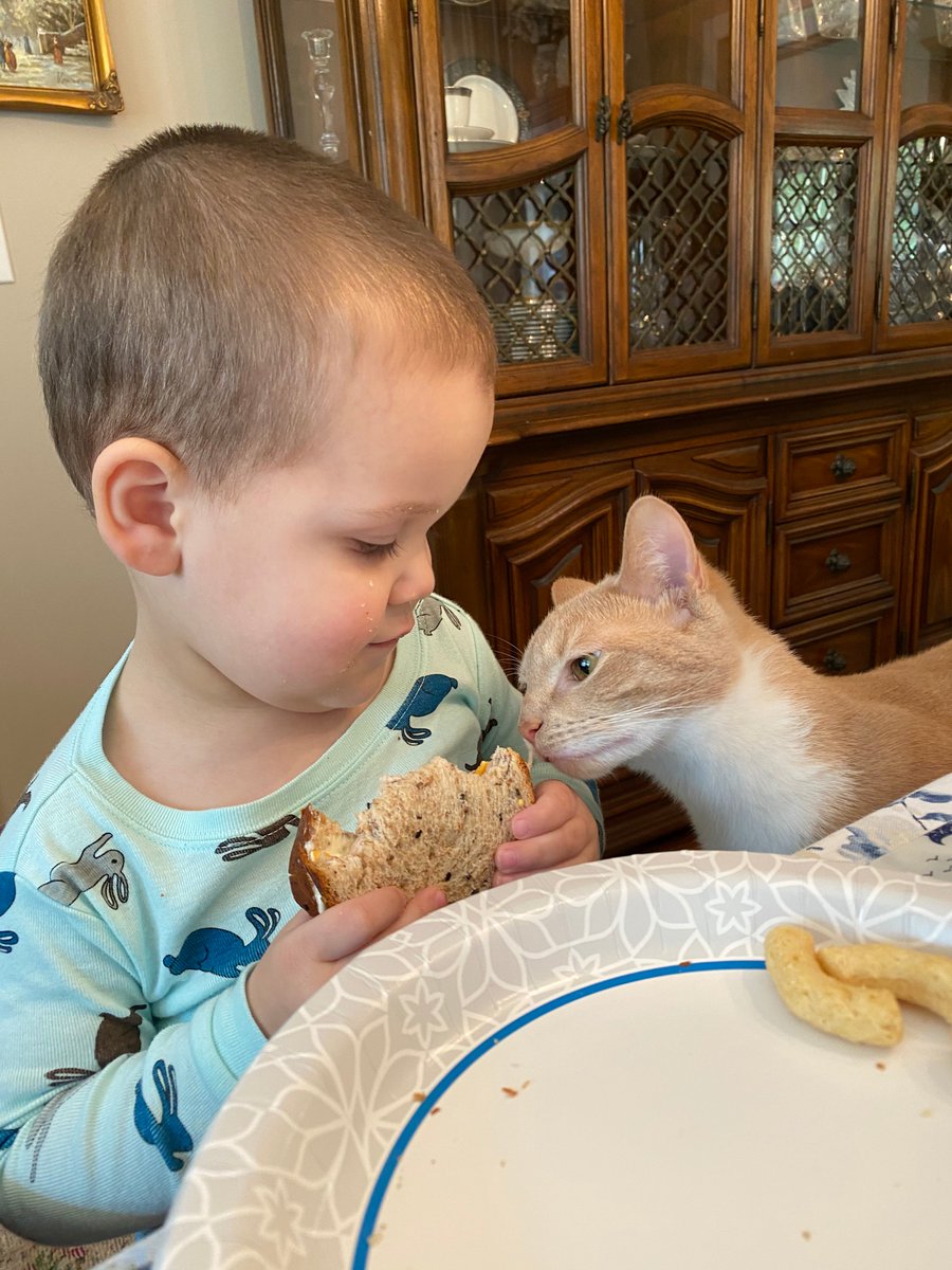 fitsnews's tweet photo. Day four of #TheContainment ... Teddy the cat inquires of Otto, "you eatin' that?" https://t.co/CmUfMQ30Q8