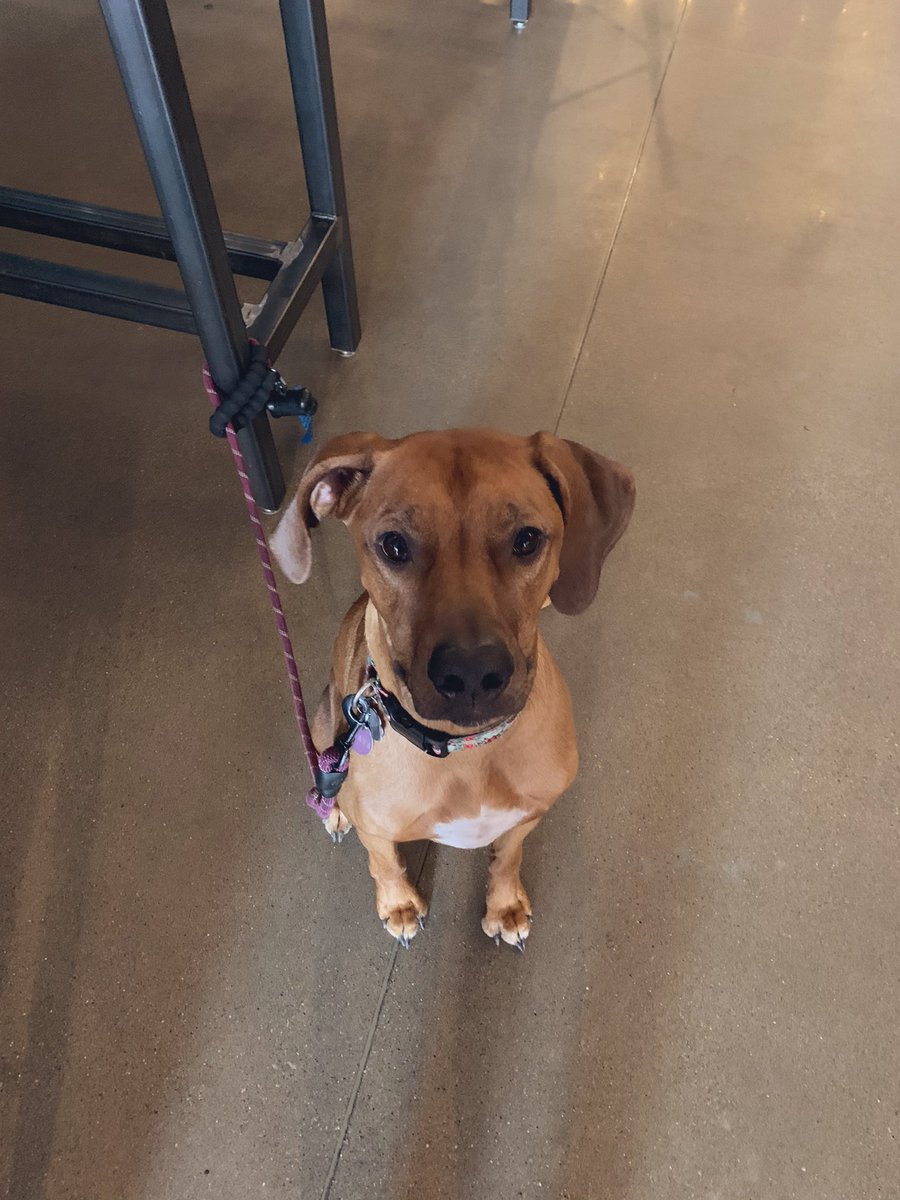 BrewDog Dogtap Columbus tweet media