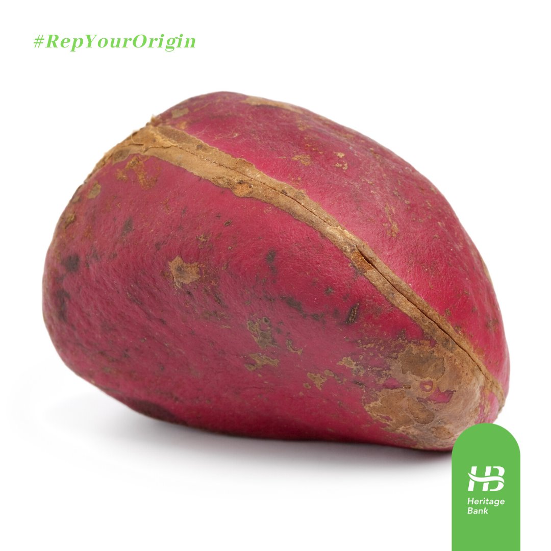 heritagebankplc's tweet photo. Kolanut is used differently by the different Nigerian tribes.
E.g: In Igbo tribe, it is used to welcome visitors.
What do your people use kolanut for?
#HeritageBank #ServingUp #MillennialGeng #Yourtimelesswealthpartner #Repyourorigin #Culture #ThursdayThoughts https://t.co/DIegP8IkgU