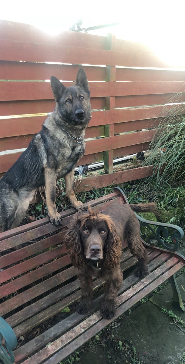 #PDEddie was on the ball today helping recover over £22,000 in drug money in Glasgows East end. His bro #PDRudi didnt want him to get a pic on his own. #PoliceDogs 🐾🏴󠁧󠁢󠁳󠁣󠁴󠁿