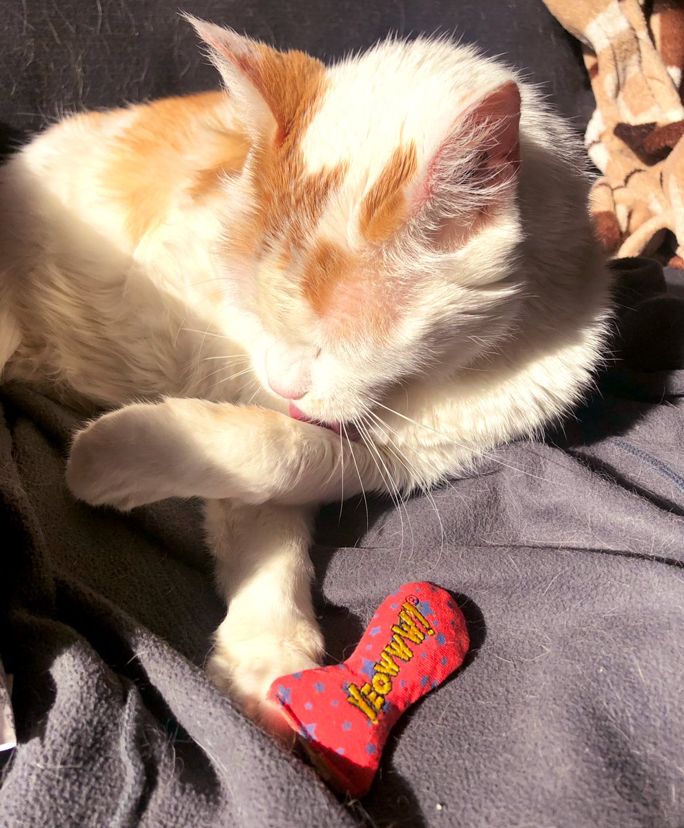 LoMeowChenko's tweet photo. Duuuuuddddessss....showing new coworker how to #WashYourPaws....heโs still not getting the social distancing part though..... ๐พ๐ฑ๐ฟ๐พ
#QuarantineCats #QuarentineLife #workingfromhome #WhereTheSnacksAt #PawsAreClean #NoneForTheNewGuy #HeTooClose #MoveAlong #ToHR #CatsOfTwitter https://t.co/J6K6vJ32GS