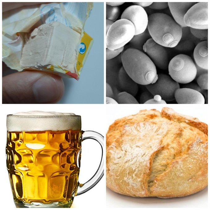 La cerveza se conoce como "pan líquido" porque ambos alimentos se elaboran de forma similar: los azúcares de los cereales son fermentados por la levadura Saccharomyces cerevisiae, produciendo etanol y dióxido de carbono  #gominolasdepeseta