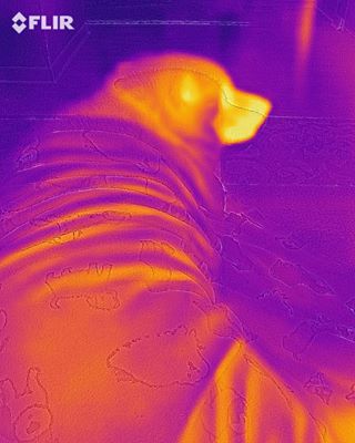 flir's tweet photo. That's what we call a #pupperito! 📸: Amber Jo J. #FLIRONE https://t.co/XN7mzAItGl