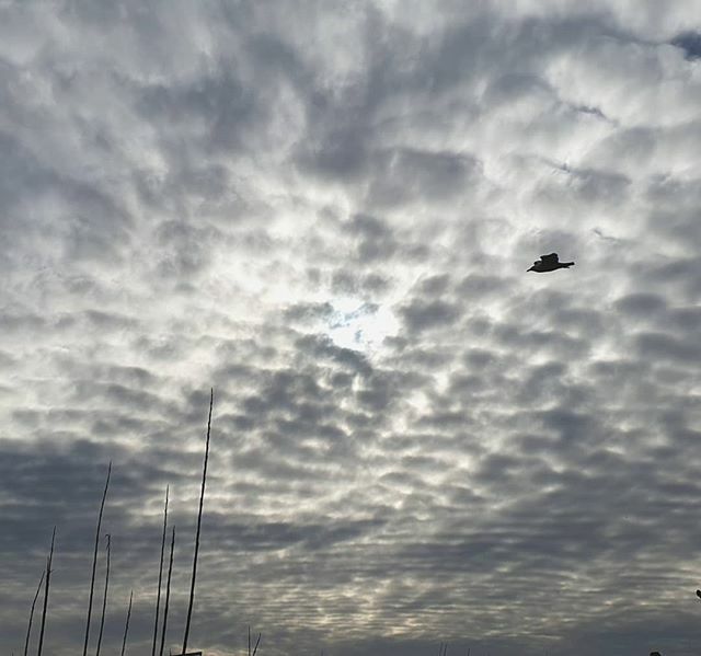 David_Mann_DM's tweet photo. Office view from self isolation.

#staithes #selfisolation 
#clouds #sky #seagull #silence https://t.co/gcS2AbMzfj https://t.co/hiCTqEmE23