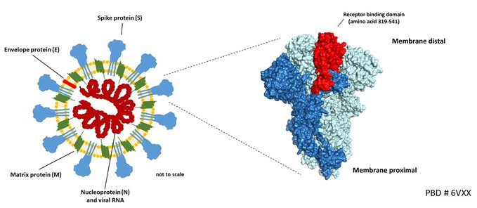 A key target for human antibodies against SARS-CoV-2 (such targets that our immune system attacks are known as the “antigens” of the pathogen) is the so-called “spike protein” on the virus surface (image via  @veeslerlab via  @florian_krammer) 8/