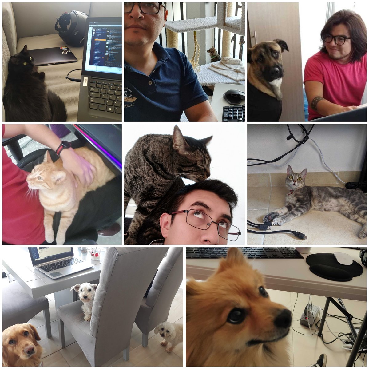 CodigoSoftware's tweet photo. Hemos optado por el trabajo remoto para cuidar a nuestros colaboradores y reducir el posible contagio de #COVID19  ¡Así es como algunos de nuestros nuevos coworkers nos hacen compañía! 🤎  #YoMeQuedoEnCasa #HomeOffice https://t.co/qQszJb0cD9
