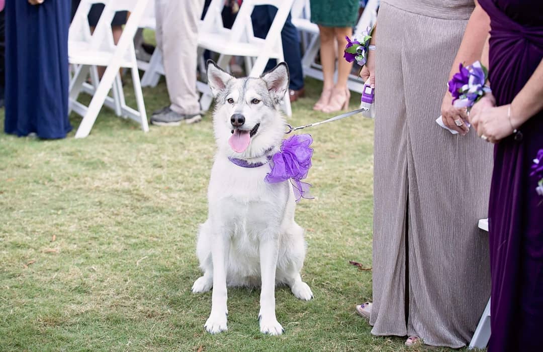 Carolina Trace CC tweet media