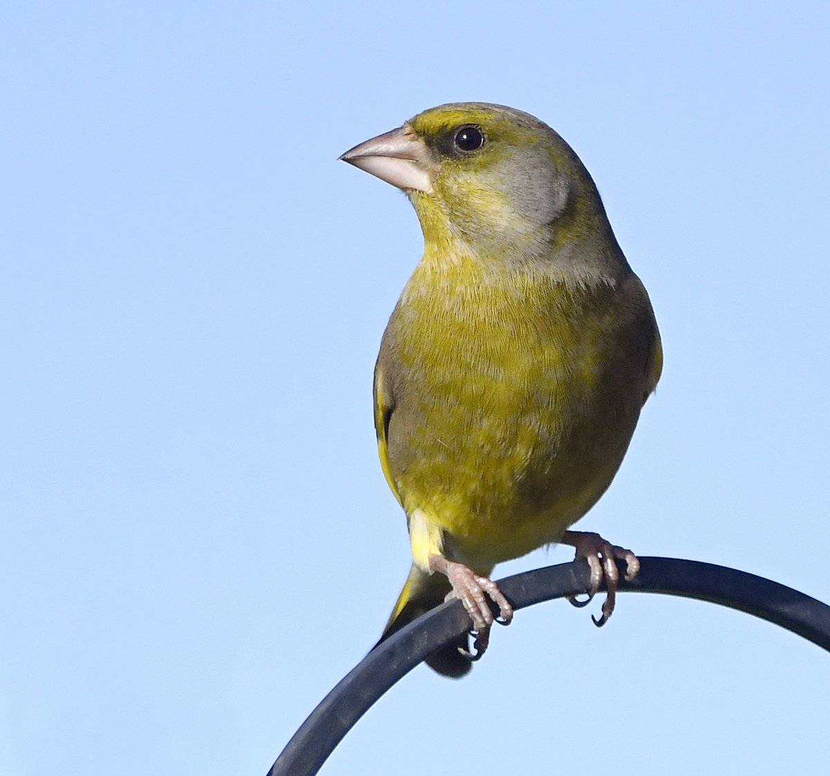 Greenfinch Previously common finch, a bad virus hit them badly, depleting their numbers. Numbers in some places seem to be slowly recovering.Males are a brighter green than the duller females.They love sunflower hearts! #SelfIsolationBirdWatch 