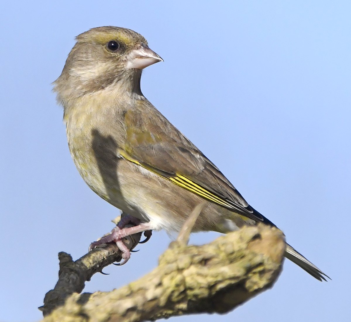 Greenfinch Previously common finch, a bad virus hit them badly, depleting their numbers. Numbers in some places seem to be slowly recovering.Males are a brighter green than the duller females.They love sunflower hearts! #SelfIsolationBirdWatch 