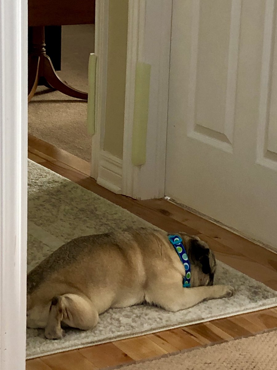 Sbryen's tweet photo. My little deaf pug, while I’m on conference calls in my office. @WomeninID - I may introduce him next call. 😂 Btw, the low foam on the door frames is so the blind pug doesn’t hurt her head going down the hallway. #WorkingFromHomeIssues https://t.co/h8rAJ0v5Kx