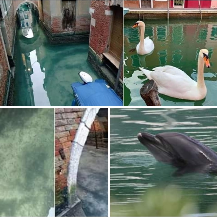 Dolfijnen, vissen en zwanen verschijnen in de kanalen van Venetië na de lock down in de stad
🐬🐟🦢🌍

Residents of Venice have reported spotting dolphins, swans and fish in newly clear canal waters after the bustling city went quiet as coronavirus spread 
m.facebook.com/story.php?stor…