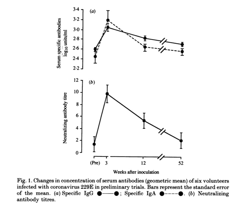 Here is a classic 1990 study of 15 volunteers who were *deliberately* infected with a *different* coronavirus squirted into their nose, with immunity monitored for a year. Immunity reached a maximum at 2 weeks. It had lapsed by a year later.  https://www.ncbi.nlm.nih.gov/pmc/articles/PMC2271881/pdf/epidinfect00023-0213.pdf .... 25/