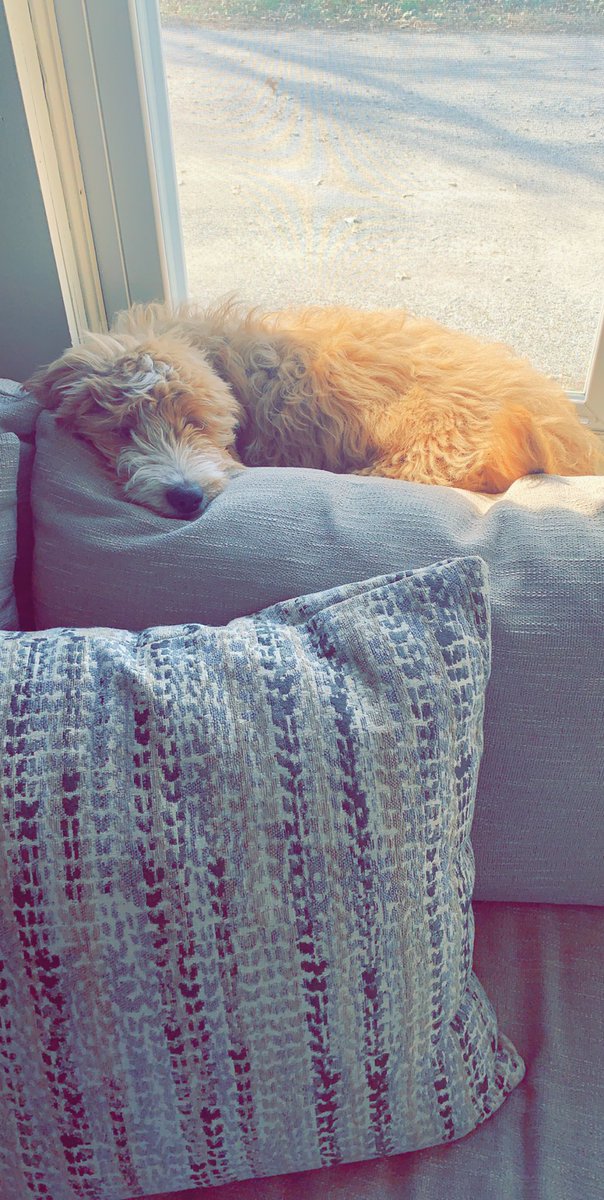 morgangrant34's tweet photo. @hannah_alise It must be in the air! #puppyprobs https://t.co/wUYfWjrVGl