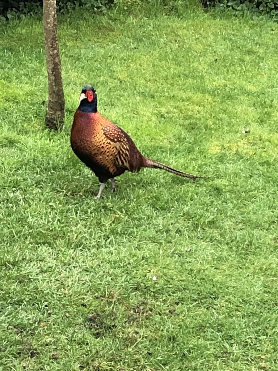 Meet Donald pheasant keeping me company while I write