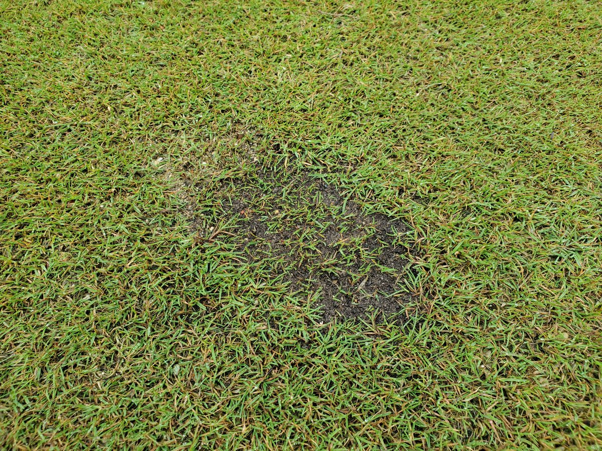 Covers removed from tees to allow for air, light, rain.  Will re-cover before weekend frosts.  Pleased to see
 improved divot recovery.