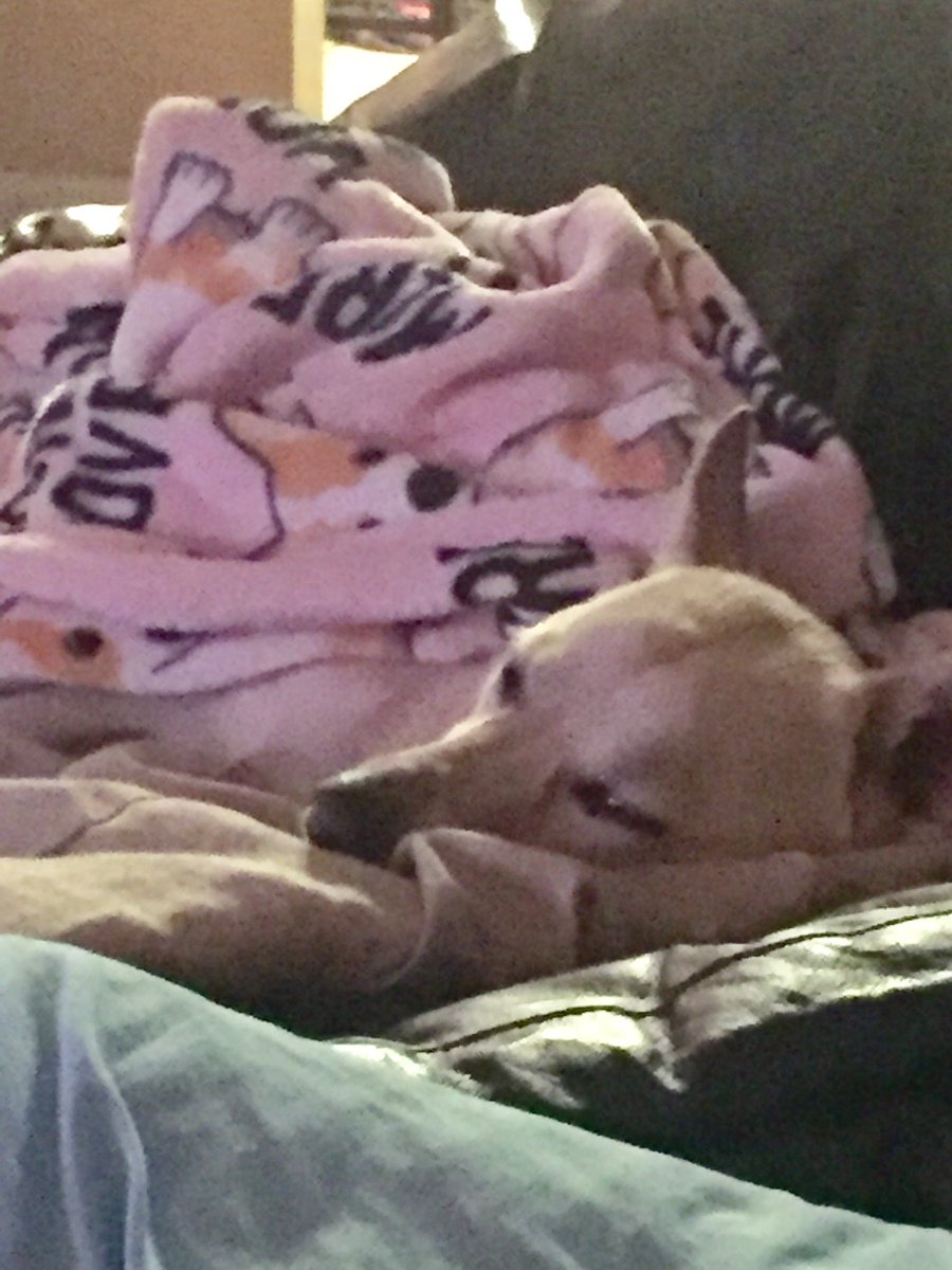 I’m Sady and as long as I have food and my blanket I’m fine . Stay safe