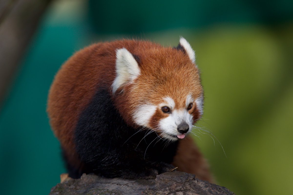 DublinZoo's tweet photo. Starting today, each weekday we will post an activity sheet themed around one of the animals at Dublin Zoo that your kids can work to complete using the information on our website. 

So let’s kick things off with the red panda. Download here: https://t.co/oG1ZYI4NN6
#dublinzoofun https://t.co/Iwz4STC8J0