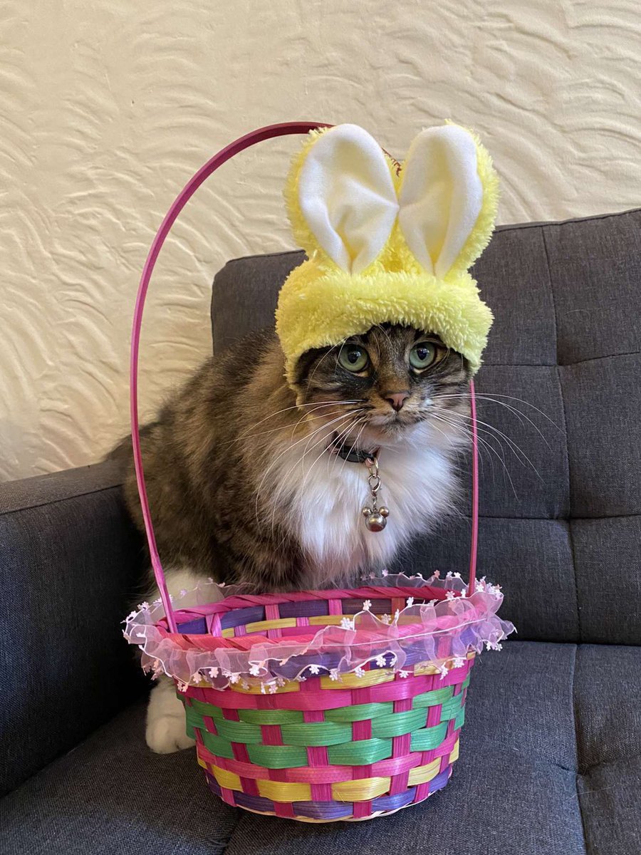 KittenChuck's tweet photo. Kitten with her new food bowl. 🐱 😺❤️🎊#CatsOfInstagram #CatsOfTwitter #Cats #Easter #ThursdayThoughts #ThursdayMotivation #ThirstyThursday #Bunny https://t.co/8d7GOGymg7