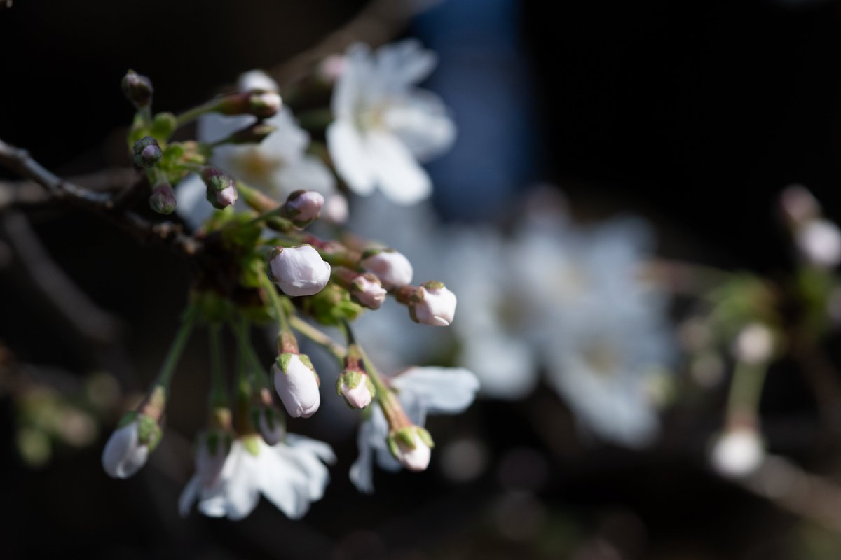 iz_ism's tweet photo. flos

 #α7RIV ＃FE90mm https://t.co/ofeXoWOgrm
