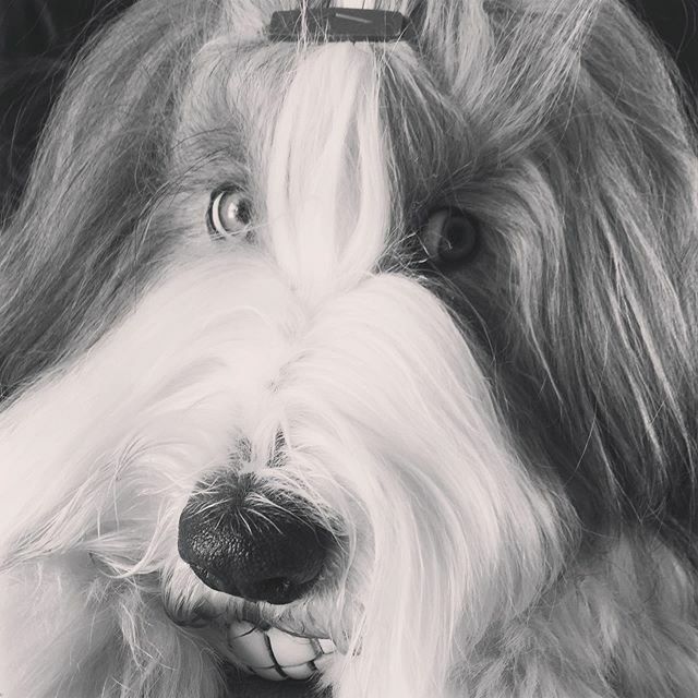 Dreamdog tweet media