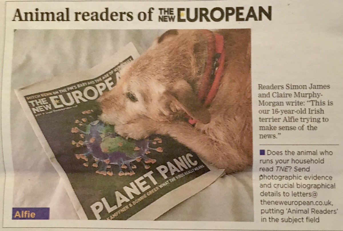 As featured in @TheNewEuropean ! :-) #irishterrier #famousdogs
