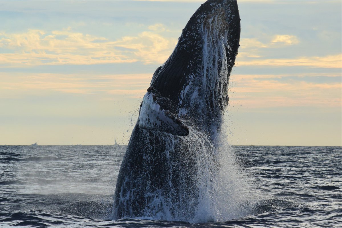 Whale Watch Cabo tweet media