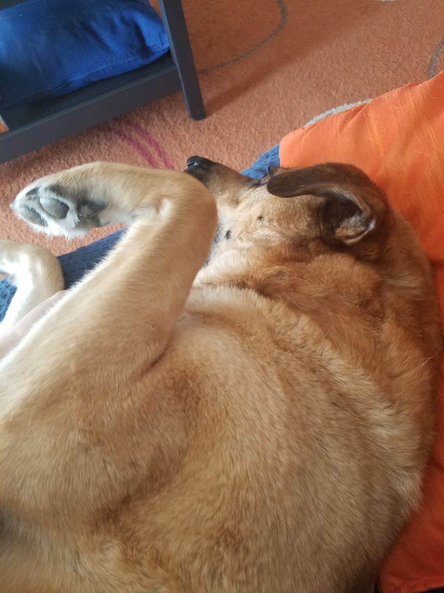 ClaudiaRueckert's tweet photo. Work breaks now include cuddles and short walks! #Silverlining #hardtoconcentrate #mychairisuncomfortable #Ineedabetterdeskathome https://t.co/KiCjD4Cg7r
