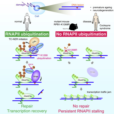 In the latest issue: #ubiquitination of #RNA polymerase promotes recruitment of TFIIH and initiation of #transcription-coupled #repair whose dysregulation in mice cause neurological consequences #CockayneSyndrome bit.ly/394lkft