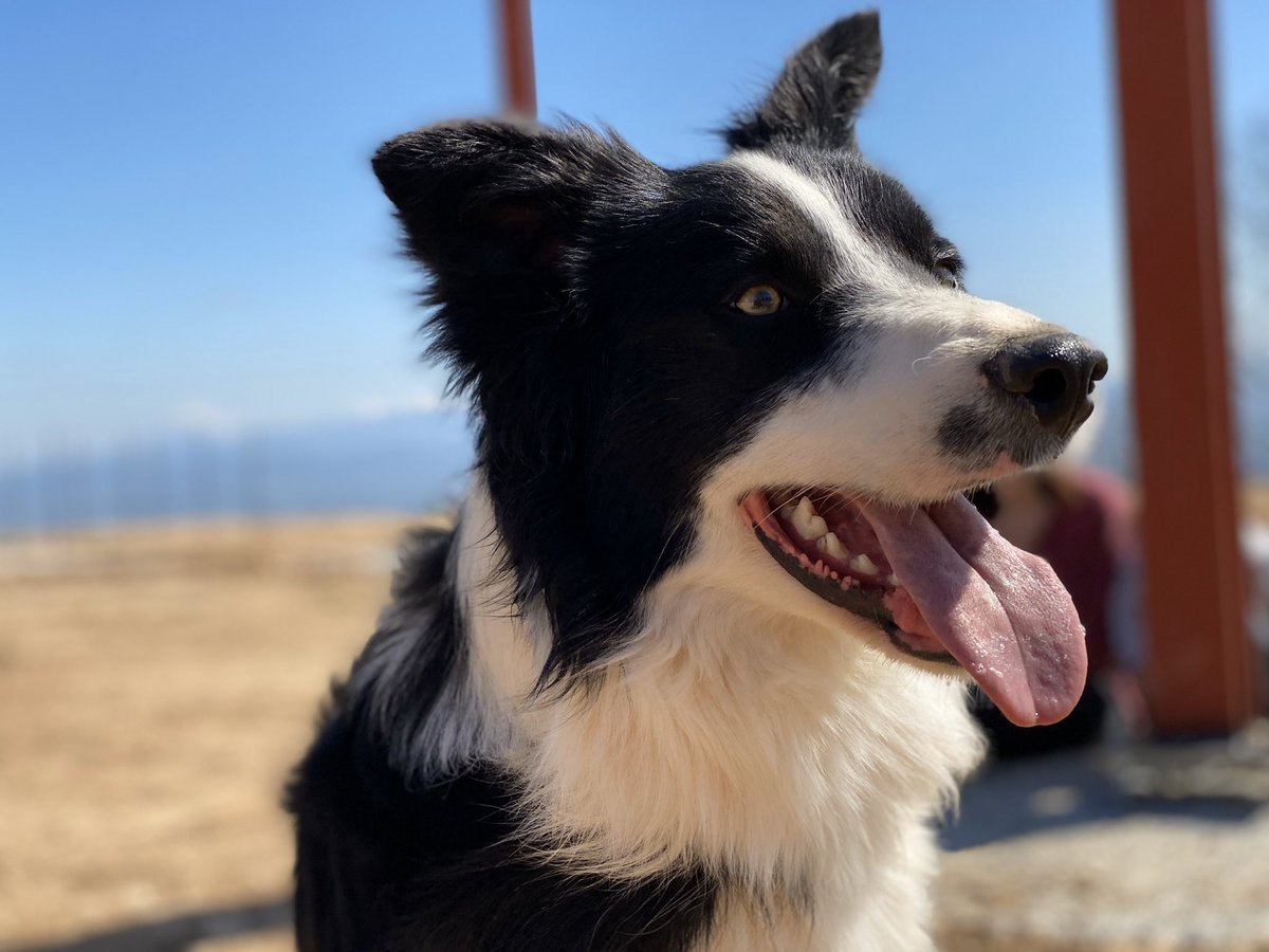 Us presentem en MIUS el nou gos pastor que acompanyarà a en KAIXO pasturant el ramat! 🐐🐐🐐 És guapo el malparit eh? #cabres #muntanyola #formatge #pastores #bordercollie