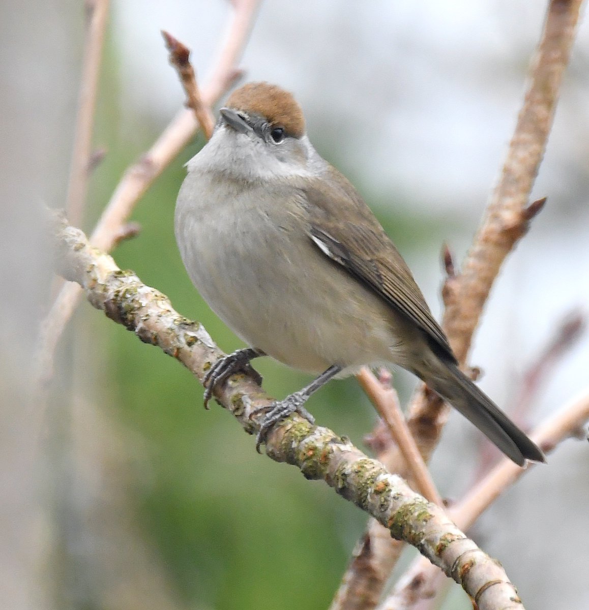 Blackcap.More and more of these Summer visiting warblers are over-wintering in the UK as temperatures rise & winters are less harsh. They've taken to visiting garden feeders to help them survive.Males have the black 'caps', females have brown ones. #SelfIsolationBirdWatch 