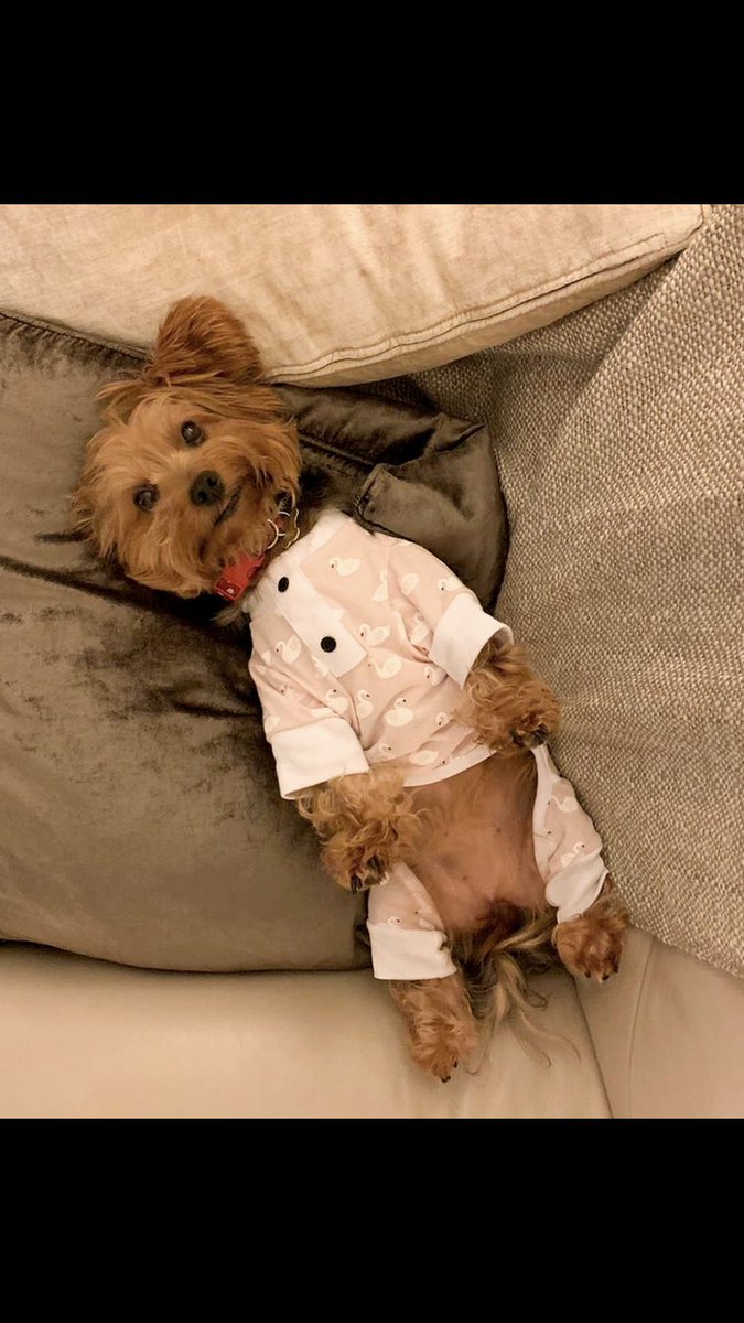 jenaghty's tweet photo. Some light content.... Zoe in her pjs #dogsoftwitter https://t.co/WHcnhoSVRY