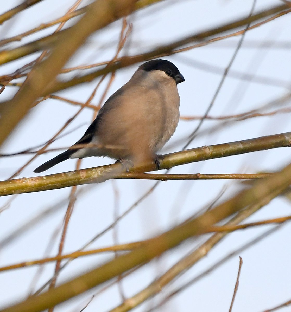 BullfinchYou are lucky if you have Bullfinches visiting your garden!The male is stunningly beautiful with his pinky red underparts, the female is a duller buff.Both sexes have a black head and face and their white rump is obvious as they fly away #SelfIsolationBirdWatch 