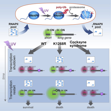 In the latest issue: #OpenAccess control of pool of available #RNA polymerase II shapes how #cells respond to #UV stress and the efficacy of resulting #damage response bit.ly/3ddzVs7