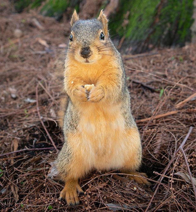 helladamnsqrrls's tweet photo. Orinda spent the morning eating her weight in nuts, then, since she’d gained a half-pound, she decided to keep eating to match the numbers.
.
.
.
.
.
.
.
.

#squirrel #squirrels #rodent #rodentia #scuridae #oakland #lakemerritt #hella #hellabay #eastbay … https://t.co/f8rcx3wcWT https://t.co/ZKsk0nkIQv