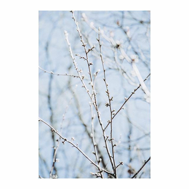 MarthaRosePhoto's tweet photo. Blue skies 💙 - Mar 2020
-
-
-
-
-
-
-
-
-
-
#spring #nature #colour #colourpalette #blue #blueskies #sky #flowerandmacro #ilovenature #photo #plant #springtime #springiscoming #plants #plantsofinstagram #nature #colour #naturelover #naturelovers #tre… https://t.co/cBXMyiS3QJ https://t.co/34Uqgnvayr