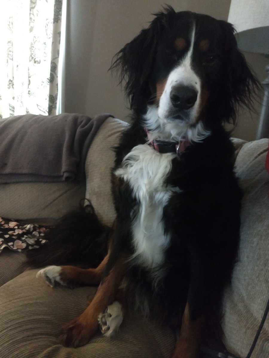 NMSBandland's tweet photo. The absolute best part of working from home is my teaching assistant. https://t.co/mpkKIH7o3Z