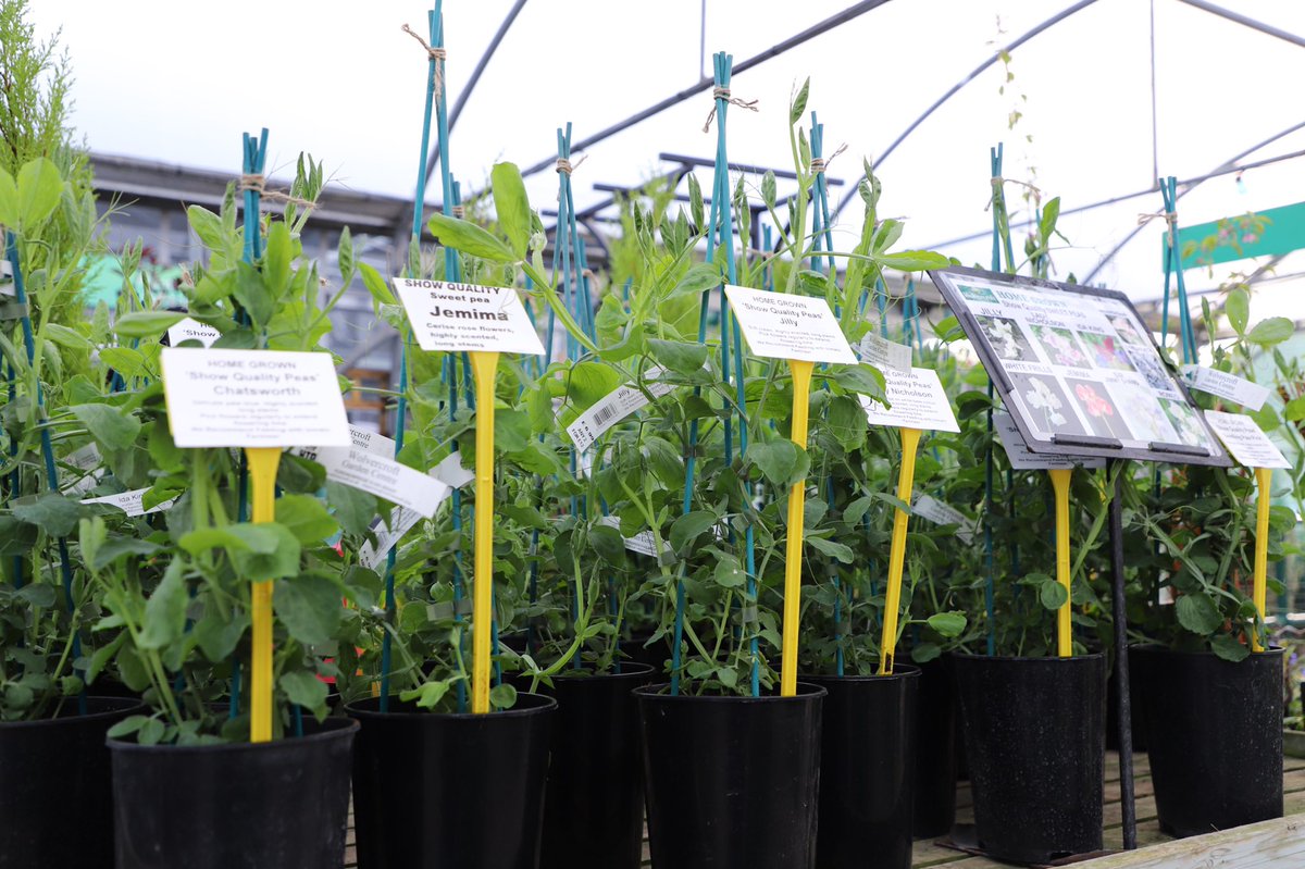 Wolvercroft's tweet photo. We have a fabulous selection of Sweet Peas available now, grown on site in our own nursery. #wolvercroft #gardencentre #alderholt #sweetpeas #wolvercroftgardencentre https://t.co/WAczfa2H5y