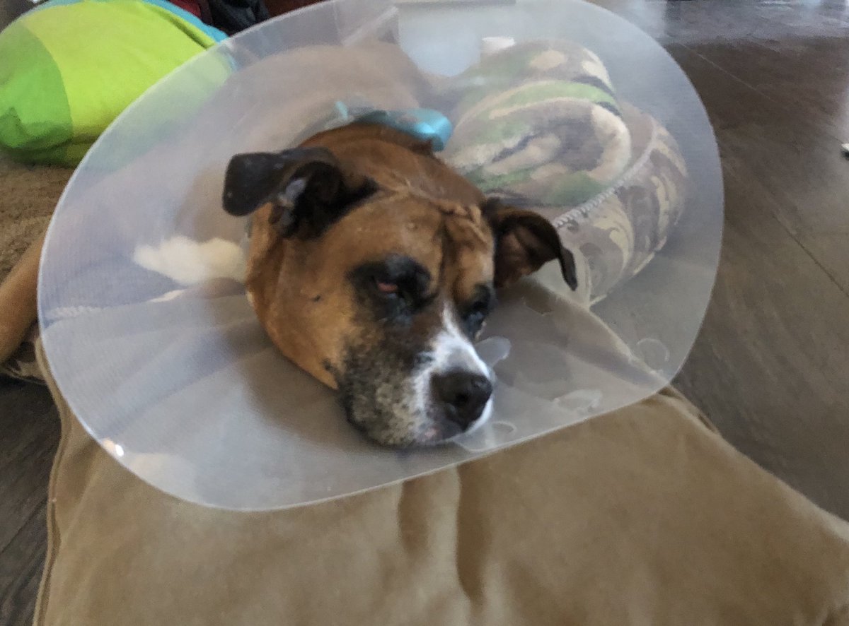 Eye surgery on an “Act Of God” day? 😩 l hope everyone is doing well. Im sure my 4-legged friends are happy you are home! Stay healthy!