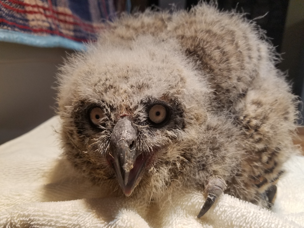 Blackland Prairie Raptor Center tweet media